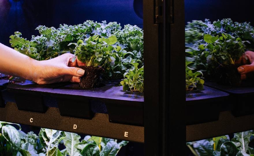 Agwa: Revolutionizing Maritime Welfare with Onboard Vegetable Growing Technology